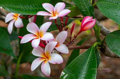 Flowers & Nature