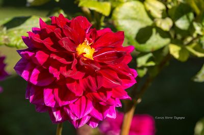 Flowers & Nature