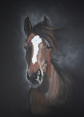 Pet Portraits Plus