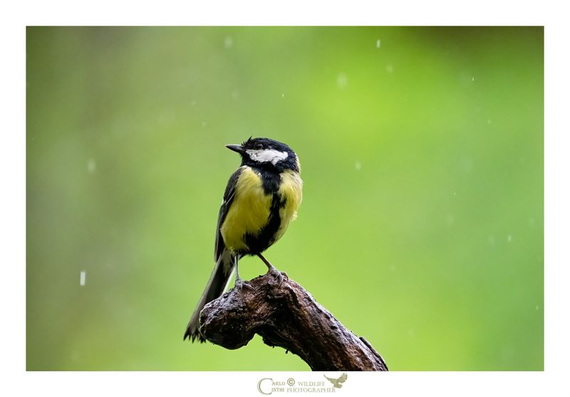 Cinciallegra sotto la pioggia