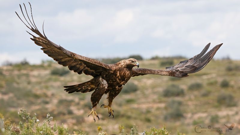 AQUILA REALE