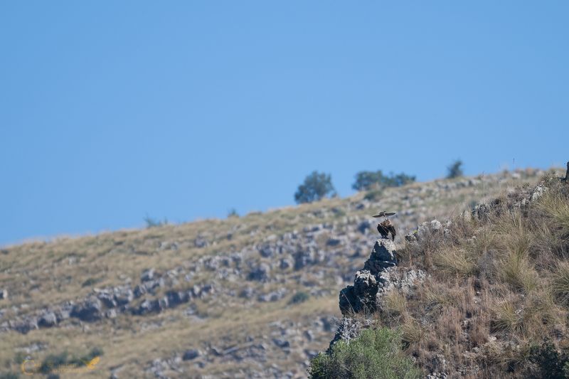 Aquila reale e Gheppio