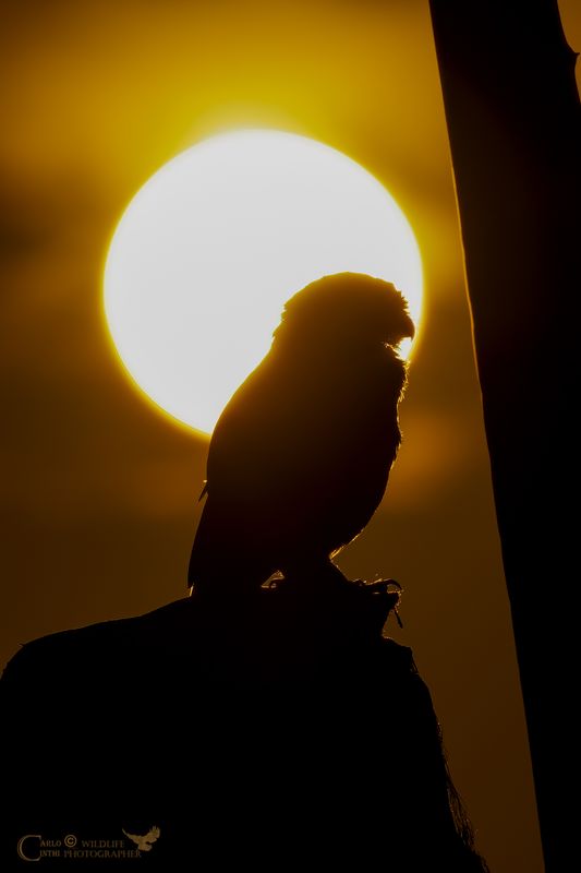 CIVETTA AL TRAMONTO