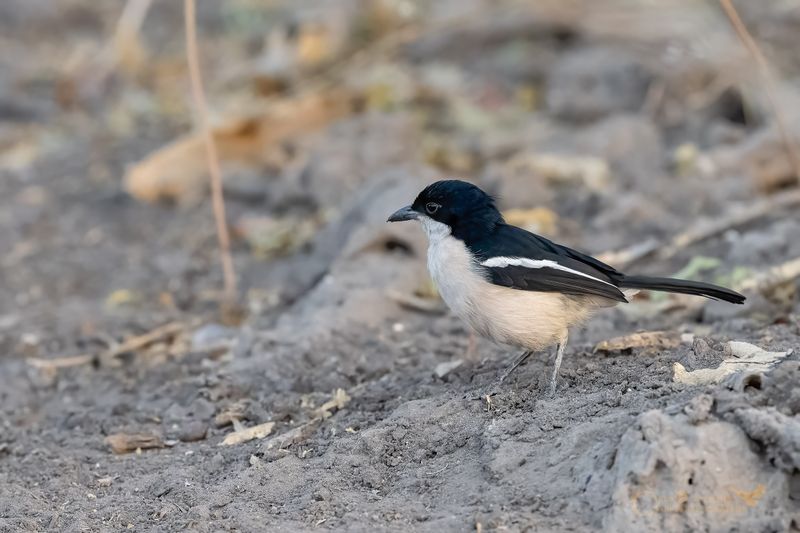 Tropical Boubou - LANIARIUS MAJOR
