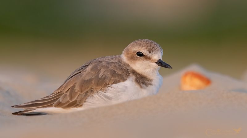 Fratino