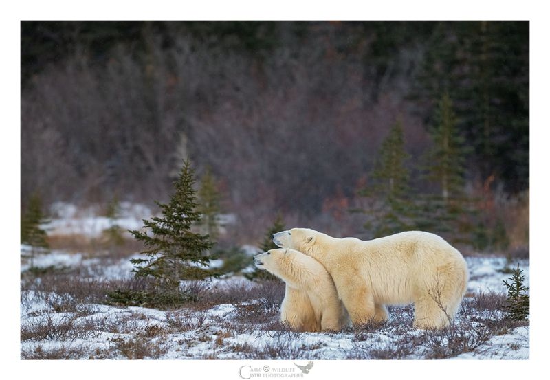 ORSO POLARE - MAMMA CON CUCCIOLO