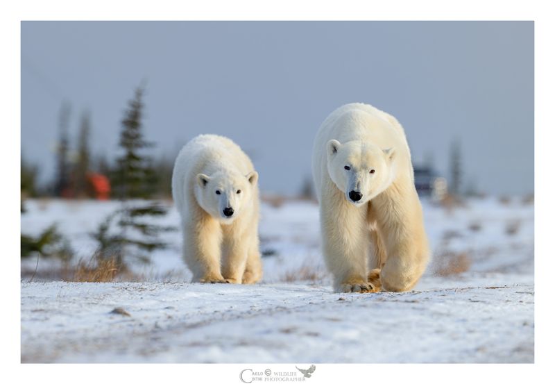 MAMMA CON CUCCIOLO 