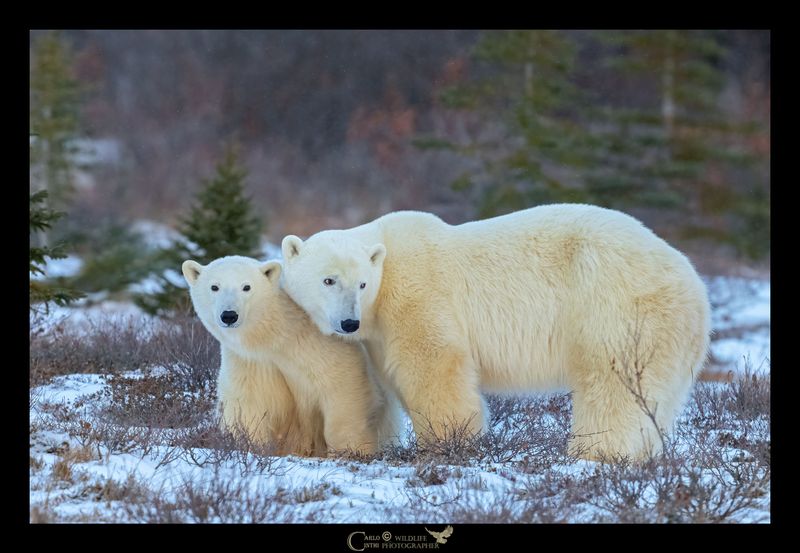 Orso polare - Mamma con cucciolo
