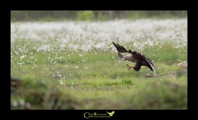 Aquila di mare coda bianca