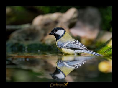 CINCIALLEGRA