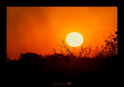 Alba - Savuti - Botswana