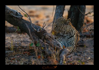 Leopardo - Savuti