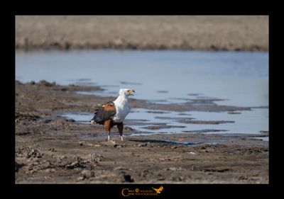 Aquila pescatrice africana