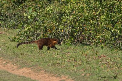 PANTANAL 2018