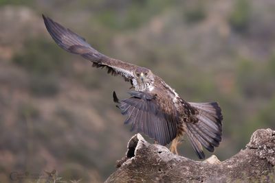 L'aquila di Bonelli  (Aquila fasciata) 
