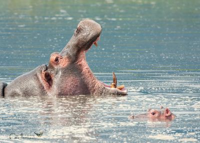 Ippopotamo