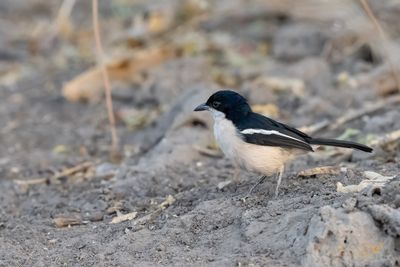 Tropical Boubou - LANIARIUS MAJOR