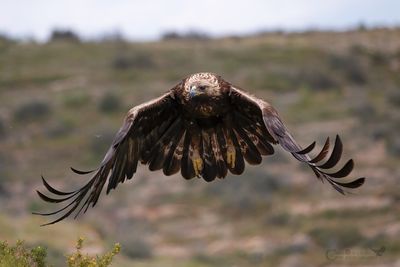 AQUILA REALE