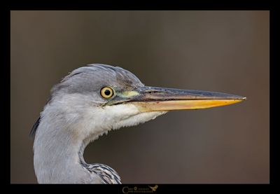 AIRONE CENERINO