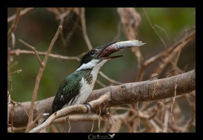 PANTANAL 2018