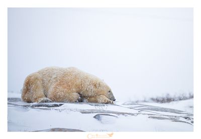 CHURCHILL - CANADA