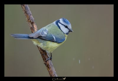 CINCIARELLA