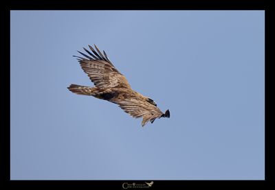 AQUILA REALE