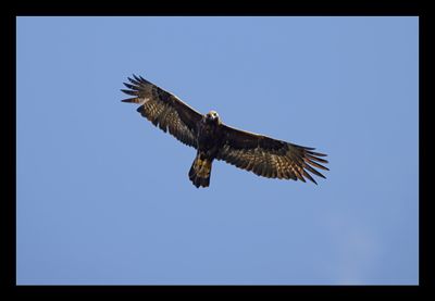 AQUILA REALE