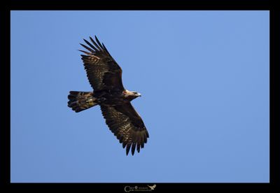 AQUILA REALE