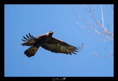 AQUILA REALE