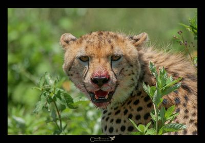TANZANIA 2014