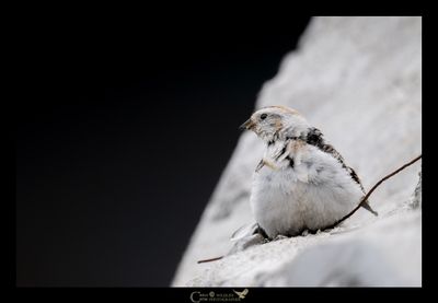 ZIGOLO DELLE NEVI
