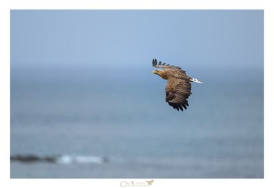 AQUILA DI MARE