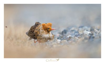 COMBATTENTE