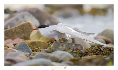 VARANGER