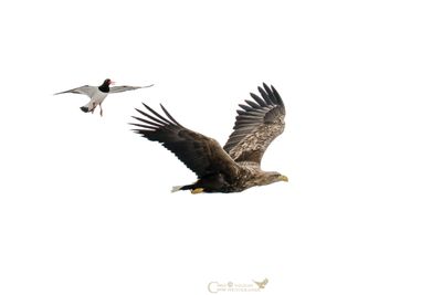 AQUILA DI MARE - BECCACCIA di Mare