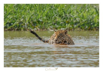 PANTANAL 2018