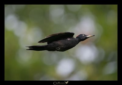 Picchio nero