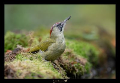 Picchio verde