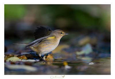 PASSERIFORMI E VARI 2025