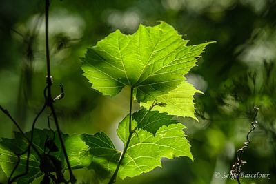 Sous-bois