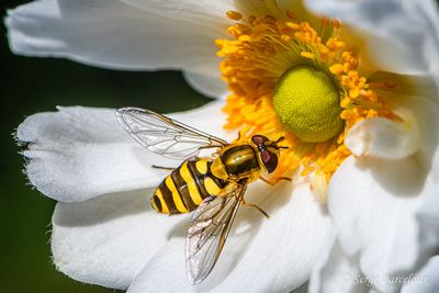 Syrphe sur fleur d'anmone