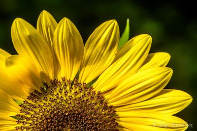 Tournesol
