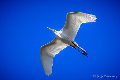 Grande aigrette