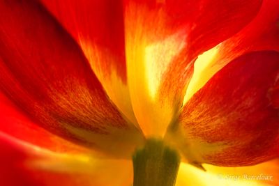 Tulipe