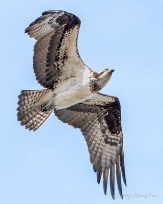 Projet personnel - Les plus lgers que l'air 1