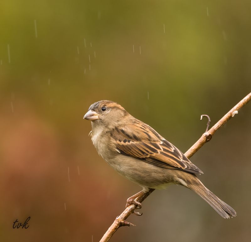 Dunnock