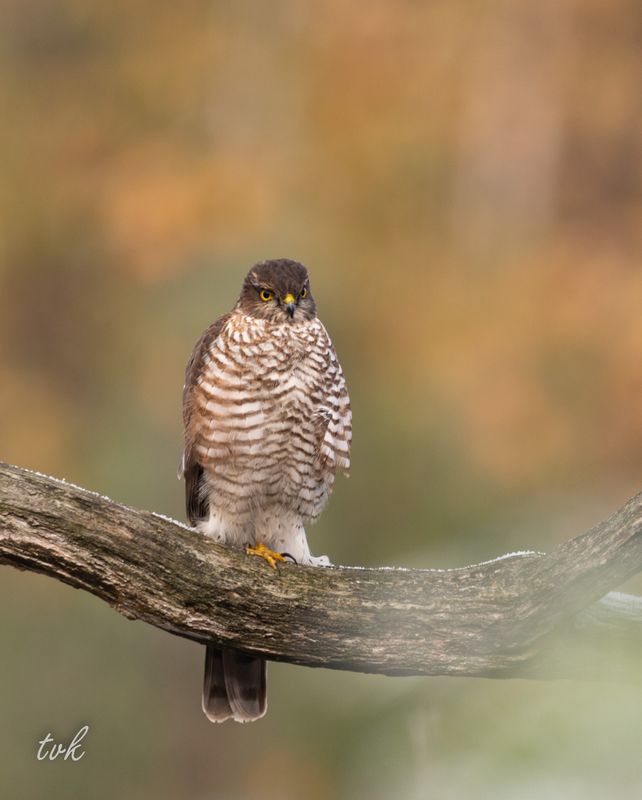 Sparrow hawk