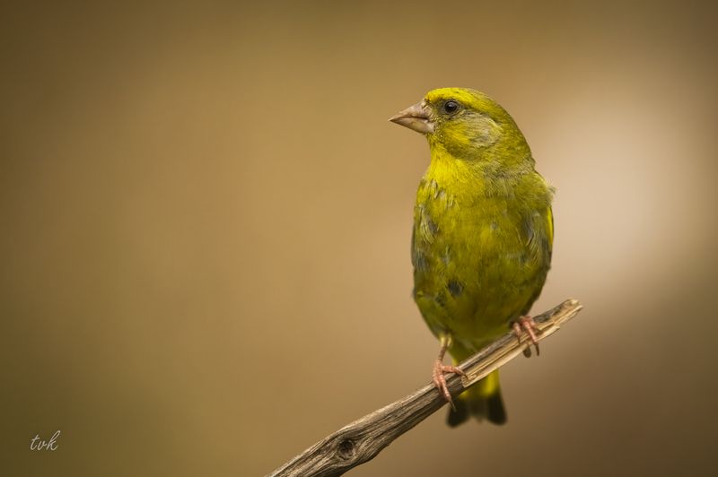 Greenfinch