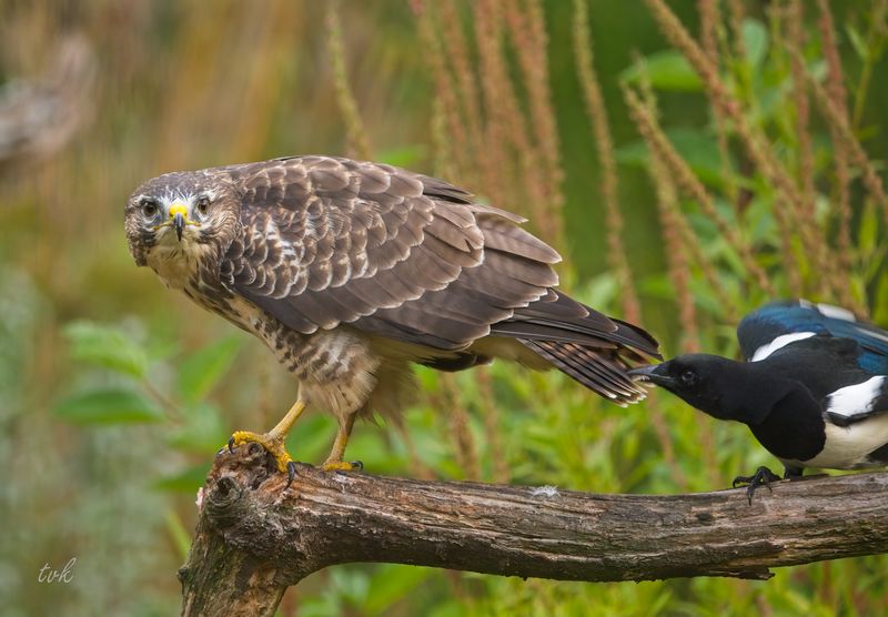 Buzzard with jealous European Magpie
